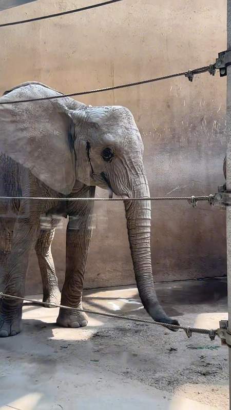 心疼大象却闹了乌龙?揭秘动物园里的“瘦身”真相 新闻