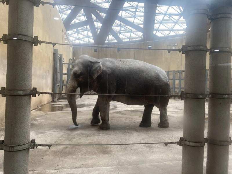 心疼大象却闹了乌龙?揭秘动物园里的“瘦身”真相 新闻