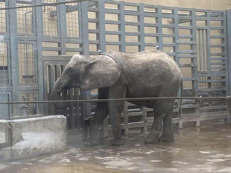 心疼大象却闹了乌龙?揭秘动物园里的“瘦身”真相 新闻