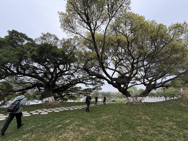 技术破局:温州园博园生态优先的工程实践深度复盘 文化旅游