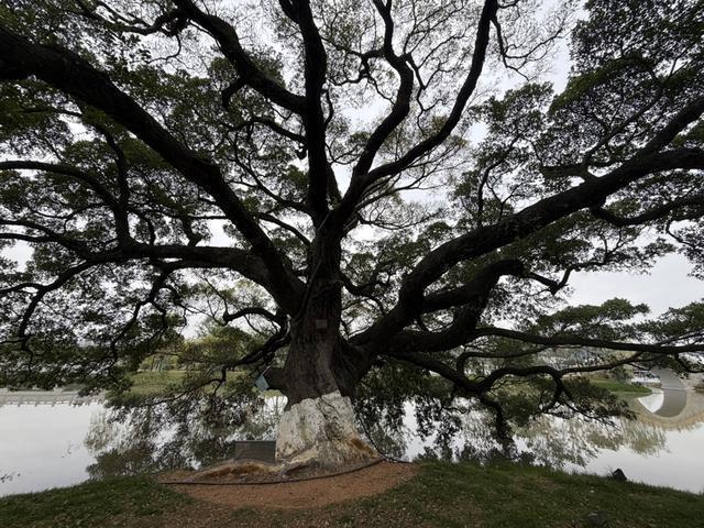 技术破局:温州园博园生态优先的工程实践深度复盘 文化旅游