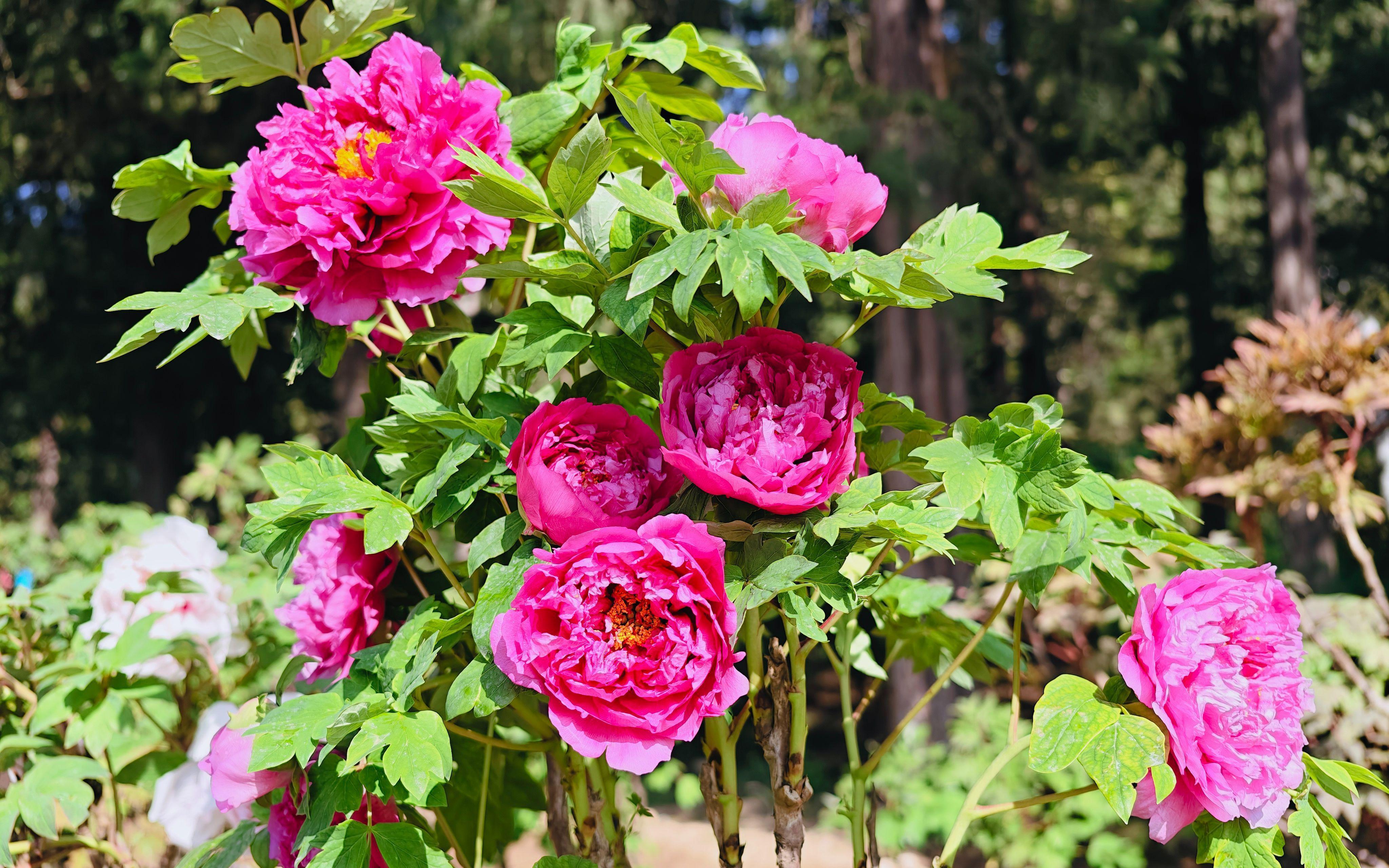 【技术解密】促培技术如何让牡丹提前绽放：景山公园破解花期调控密码