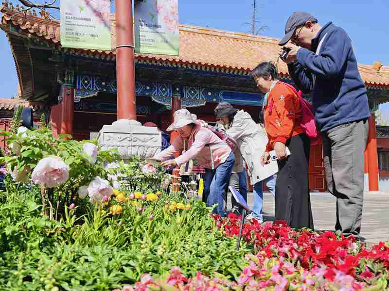  【技术解密】促培技术如何让牡丹提前绽放：景山公园破解花期调控密码 文化旅游